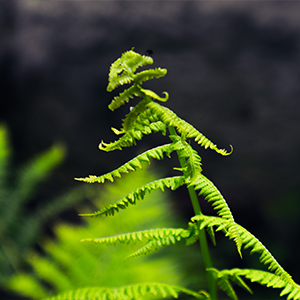 fern