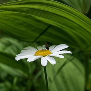 white flower