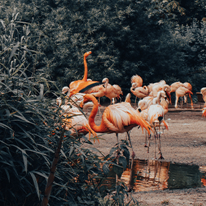 Flamingos